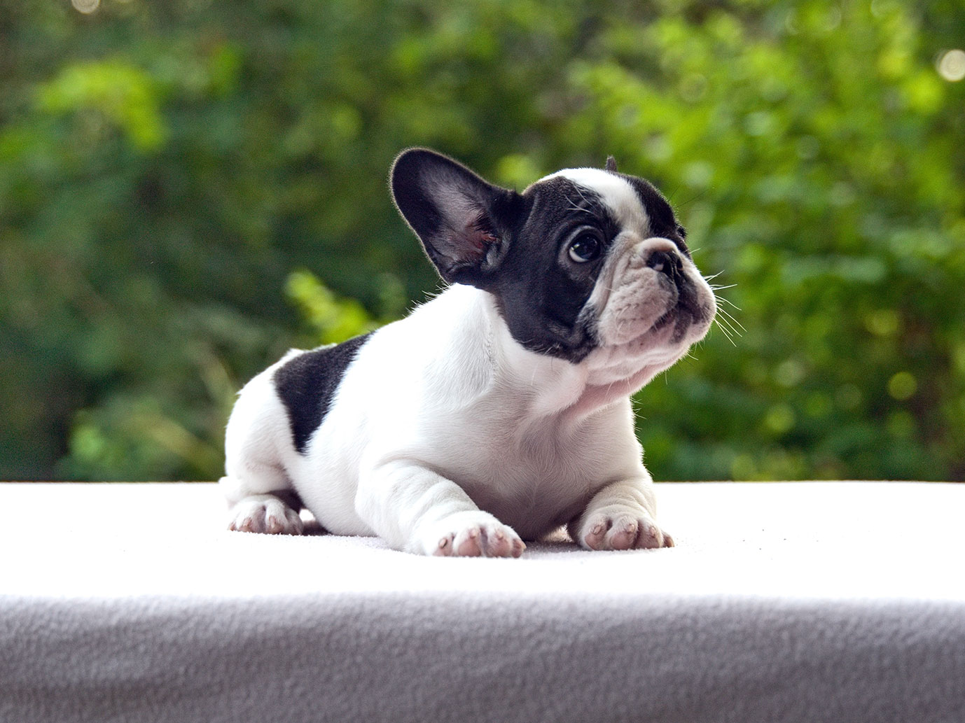 Flash Frenchies Litter I